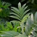 Melianthus dregeanus subsp. Insignis (2)